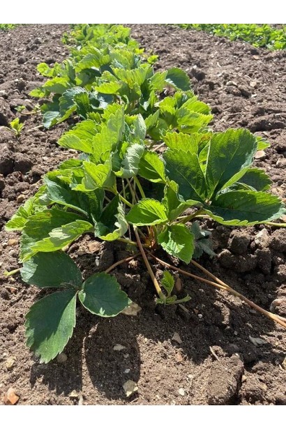 Кущі полуниці Дарселект 